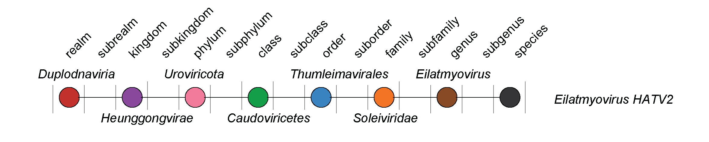 Soleivirida taxonomy